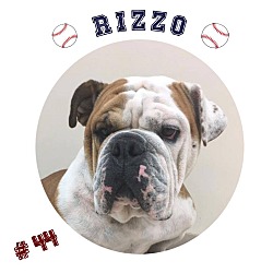 Thumbnail photo of Rizzo #1