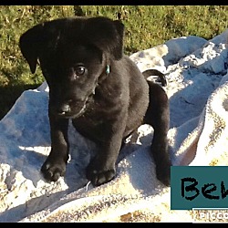 Thumbnail photo of Puppy Ben #1
