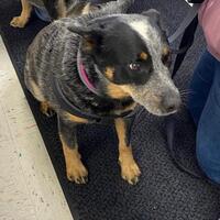 Cortez Animal Shelter in Cortez, Colorado Cortez Animal Shelter in Cortez, Colorado