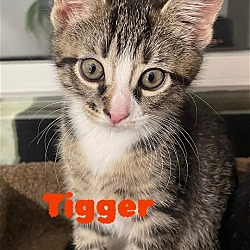 Thumbnail photo of Winnie's Tigger #2
