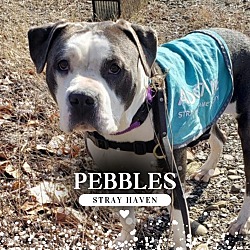 Thumbnail photo of Pebbles #1