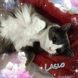 Thumbnail photo of Laslo #3
