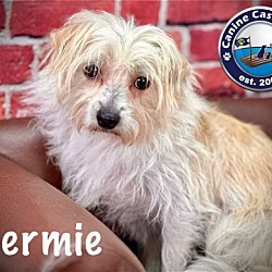 Thumbnail photo of Hermie #3