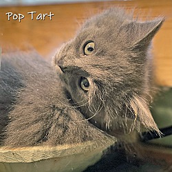 Thumbnail photo of Pop Tart #1