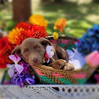 adopt a pet
