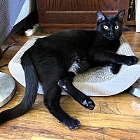 adopt a pet