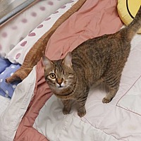 adopt a pet