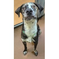 adopt-pet