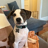adopt a pet