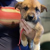 adopt a pet
