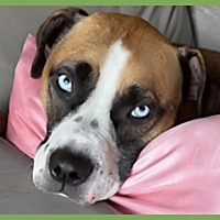 adopt a pet