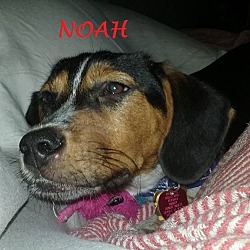 Thumbnail photo of NOAH #2