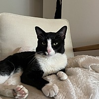 adopt a pet