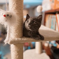 adopt a pet