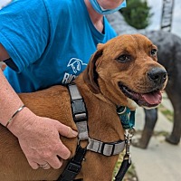 adopt a pet