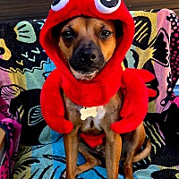 adopt a pet