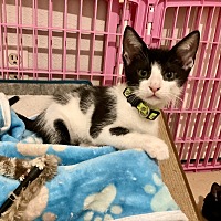 adopt a pet