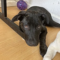 adopt a pet