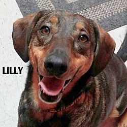Thumbnail photo of LILLY-SPECIAL HOME NEEDED! #4