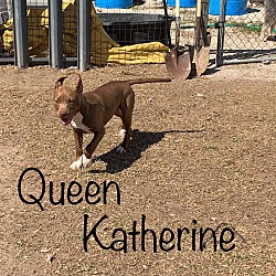 Thumbnail photo of Queen katherine #2