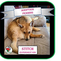 Thumbnail photo of ADOPTED! -Stitch #2