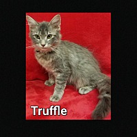 Photo of Truffle