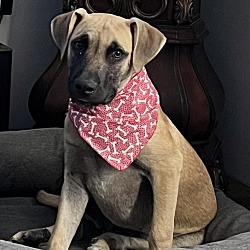 Photo of Hank