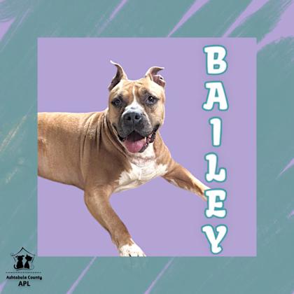 Thumbnail photo of Bailey #1