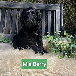 Photo of Mia Berry SS D2024 RI