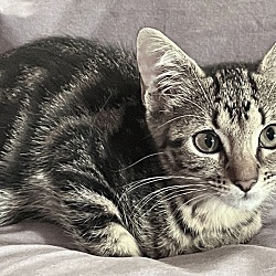 Thumbnail photo of Peaches - Sweet Tabby Kitten #2