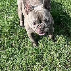 Thumbnail photo of French bulldog Ava #1