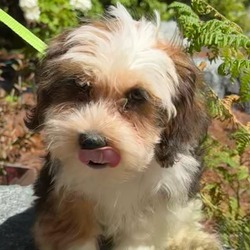 Thumbnail photo of Oakley the handsome Havanese #3