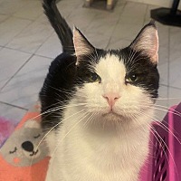 adopt a pet