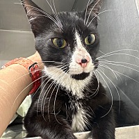 adopt a pet