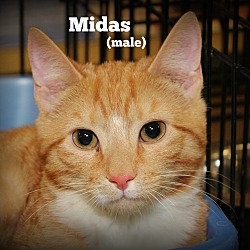 Thumbnail photo of Midas #1