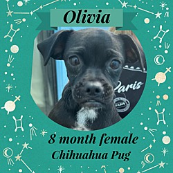 Photo of OLIVIA 8 MONTH CHUG