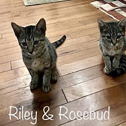 Photo of Rosebud
