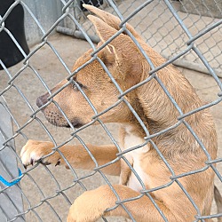 Thumbnail photo of Tucker–Stray dog needs love! #3