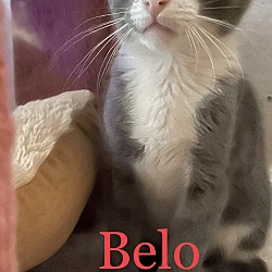 Photo of Belo