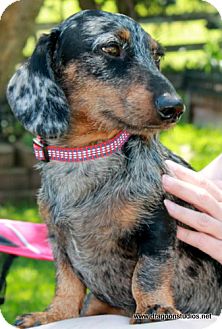 silver dapple wire haired dachshund