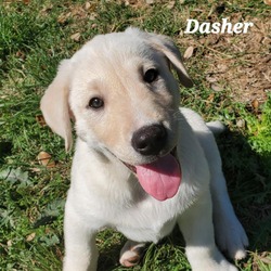 Thumbnail photo of Dasher JuM #1