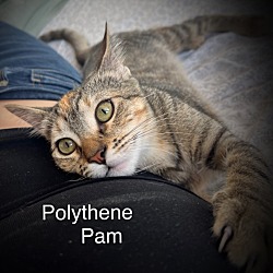 Thumbnail photo of Polythene Pam #2