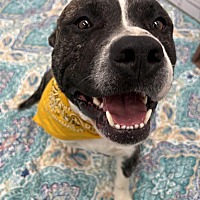adopt a pet