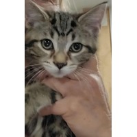 adopt-pet