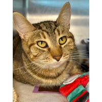 adopt-pet