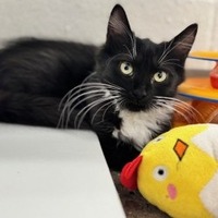 adopt a pet