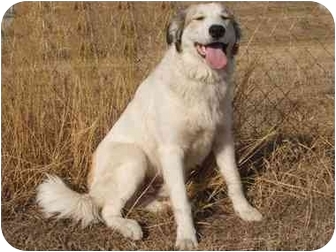 blue heeler great pyrenees