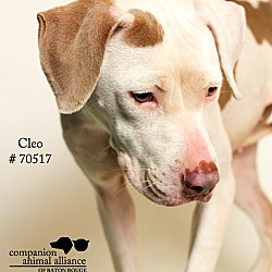Thumbnail photo of Cleo  (Foster Care) #3