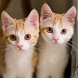 Photo of Kittens!