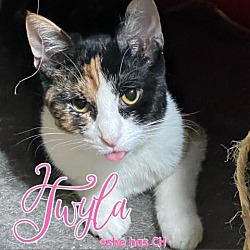 Thumbnail photo of Twyla #1